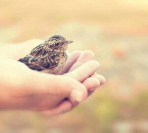 The Meaning of Holding a Bird in Your Hand in Dreams
