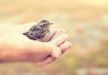 The Meaning of Holding a Bird in Your Hand in Dreams