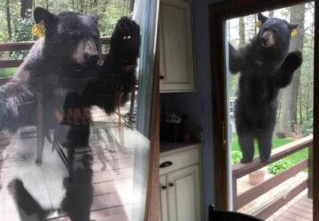 Dreams About Bears Trying to Get in House: Unraveling the Meaning