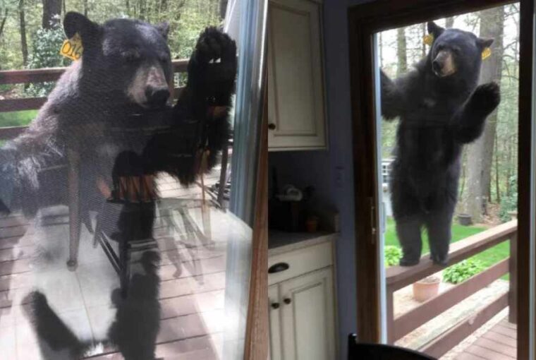 Dreams About Bears Trying to Get in House: Unraveling the Meaning