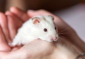 Dreaming About a White Mouse: The Mysteries of the Subconscious
