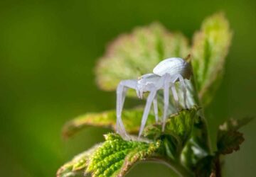 Understanding the Significance of a White Spider in Dreams