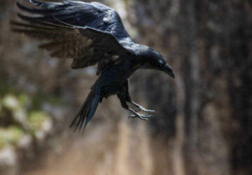 Dream About a Crow Attacking Me Spiritual Meaning: Unveiling the Mysteries