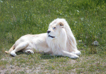 The Symbolism and Interpretation of Dreaming of a White Lion