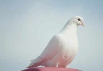Understanding the Symbolism of a White Bird in Dreams