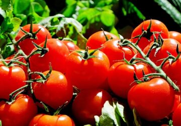 Understanding the Symbolism Behind a Dream About Tomatoes