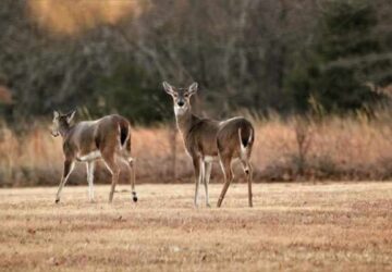 10 Meanings of Seeing 2 Deer in a Dream: Exploring Spiritual Symbolism