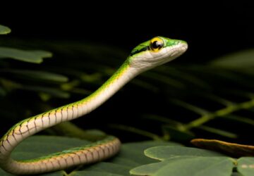 Spiritual Meaning Of Baby Snakes In Dreams