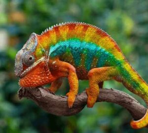 Spiritual Meaning Of Chameleon In Dreams