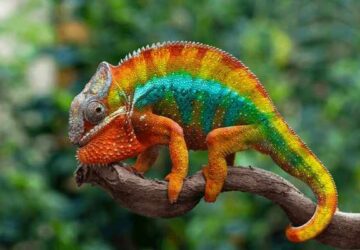 Spiritual Meaning Of Chameleon In Dreams