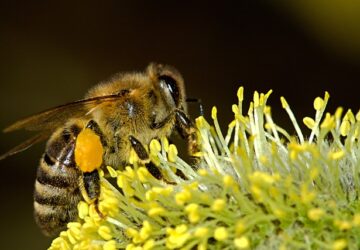 Spiritual Meaning Of Bees In Dreams: Collaboration, and Teamwork