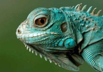 Spiritual Meaning Of Iguanas In Dreams: One's core inner self