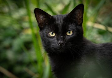 Spiritual Meaning Of Black Cats In Dreams: Cat in House And Other Meanings