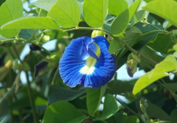 Butterfly Pea Flower: 13 Spiritual Significance