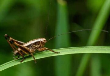 Cricket In Dream Spiritual Meaning: Growth and Rebirth