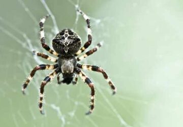 Spider Encounters: 13 Spiritual Implications