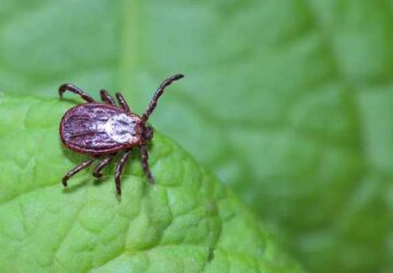 Tick Encounters: 17 Spiritual Meanings