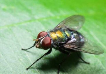 Spiritual Meaning Of Flies In A Dream: Feeling Trapped