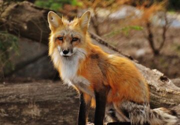 Spiritual Meaning Of A Fox In Dream: Gaining Wisdom