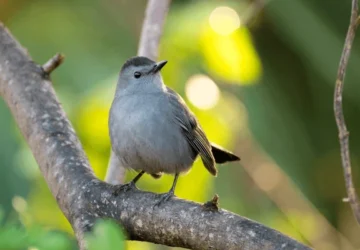 The 15 Catbird Symbolism