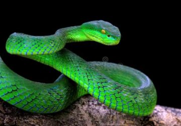 Spiritual Meaning Of Killing A Snake In A Dream: Overcoming Fears