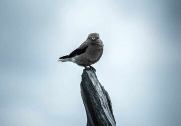 Grey Bird: 14 Spiritual Meanings