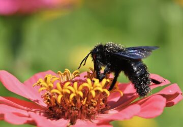 Carpenter Bee Symbolism: 16 Spiritual Meanings