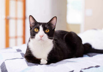 Black and White Cat: 15 Spiritual Meaning