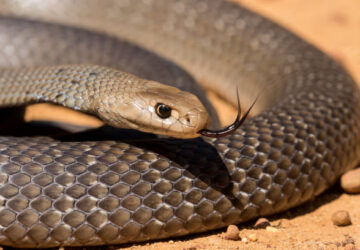 The Symbolic Meaning of Brown Snakes in Dreams