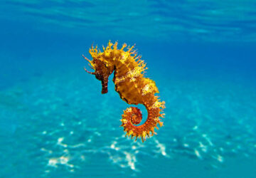 Seahorse as a Spirit Animal: 14 Symbolism