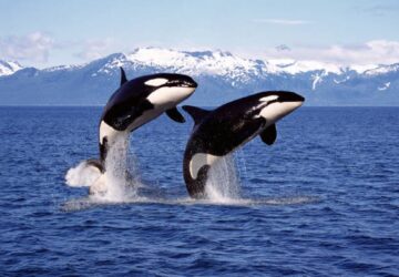 Dreaming Of Orcas Spiritual Meaning