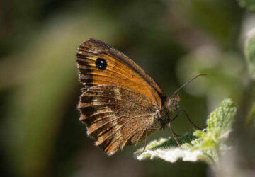 15 Brown Butterfly Symbolism