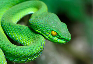 Green Snake Dream Spiritual Meaning: Healing and Renewal