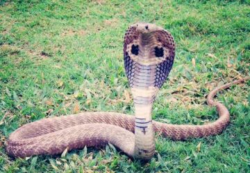 King Cobra In Dream Spiritual Meaning: Shedding & Rebirth