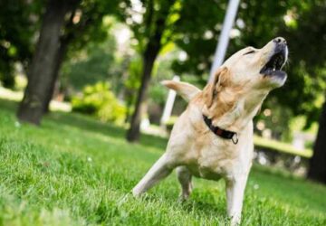 Spiritual Meaning Of Dogs Barking In Dreams
