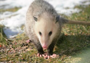 Spiritual Meaning Of Possum In A Dream