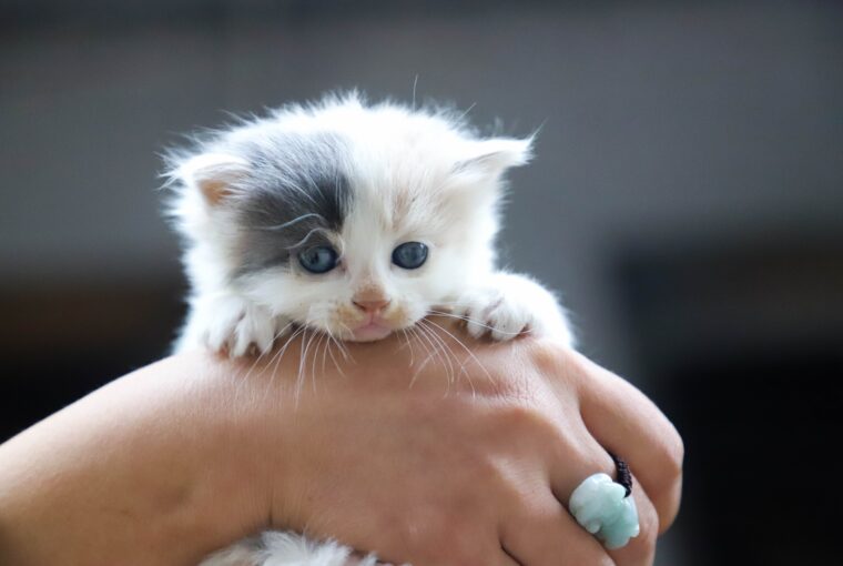 Spiritual Meaning Of Kittens In Dreams