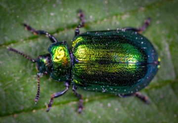 Spiritual Meaning Of Beetles In Dreams