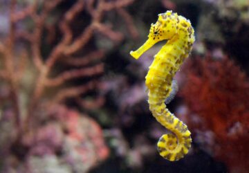 Seahorse Symbolism: Spiritual And Biblical Meanings