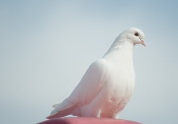 White Bird Symbolism: Spiritual And Biblical Meanings