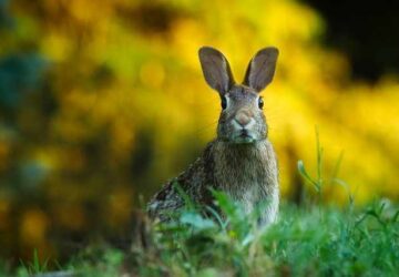 Rabbit Crossing Your Path: Spiritual Meaning
