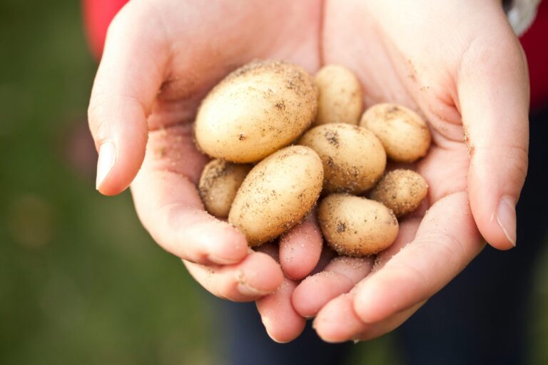 Spiritual Meaning of Potatoes in Dreams