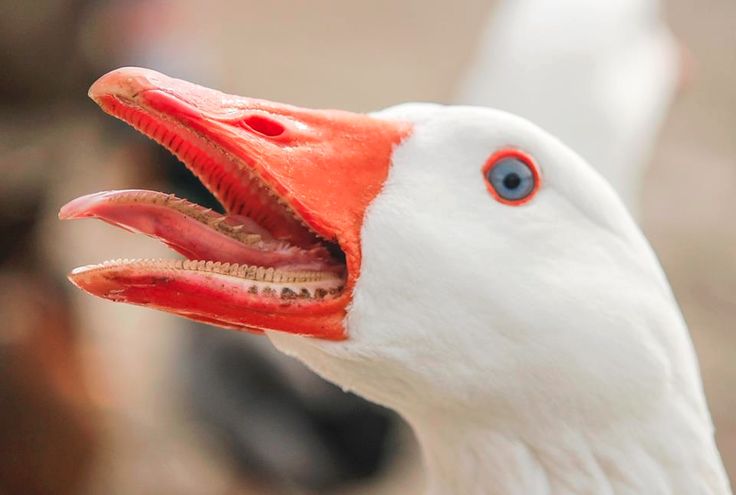 Do Geese Have Teeth on Their Tongues