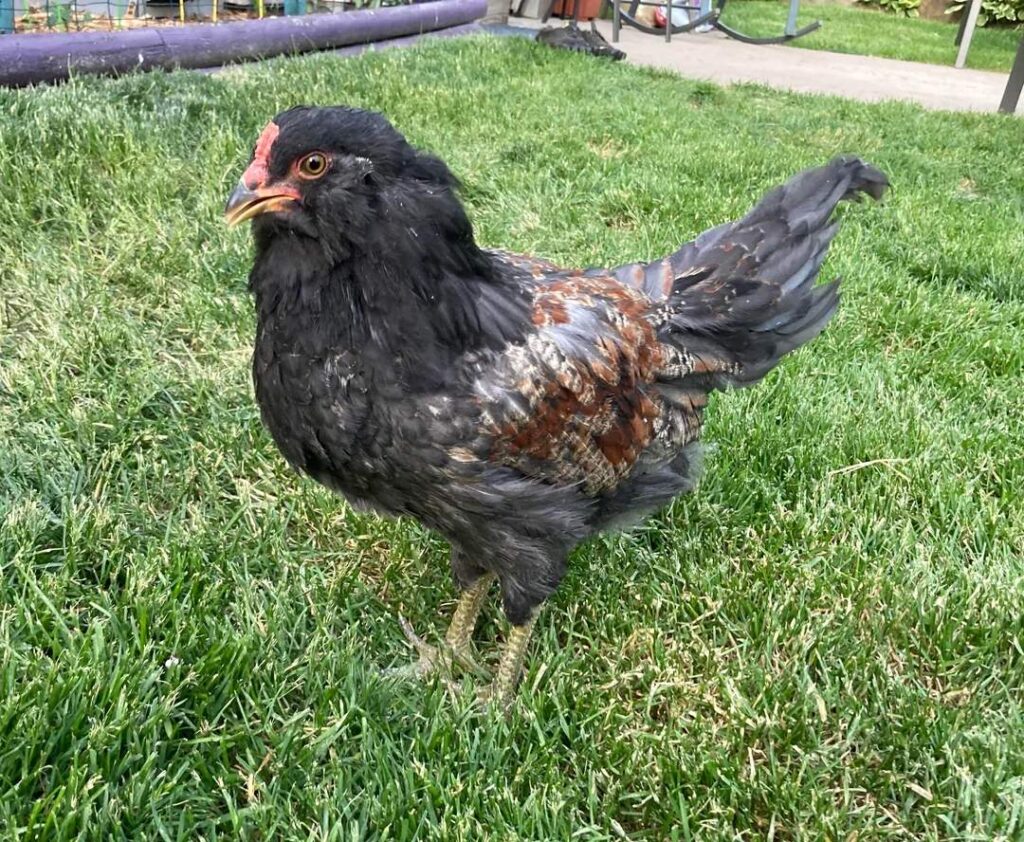 Differences in Easter Egger Roosters and Hens