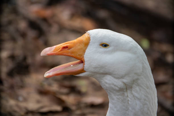 Geese Tongue Teeth Facts