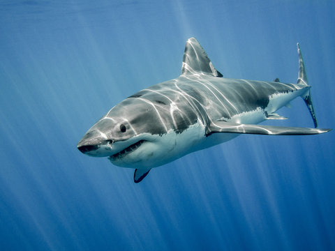 Why Dreaming of a Shark Has Profound Spiritual Meaning