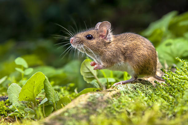 What Does Dreaming About Mice Really Mean?