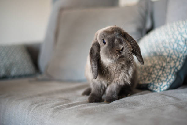 Dreaming About Rabbits in the House: A Deeper Look